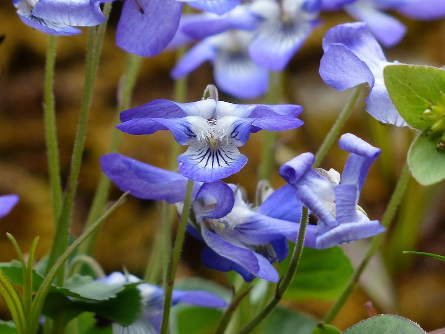 violet, blossom, bloom, blue, scented violets, viola odorata HD wallpaper