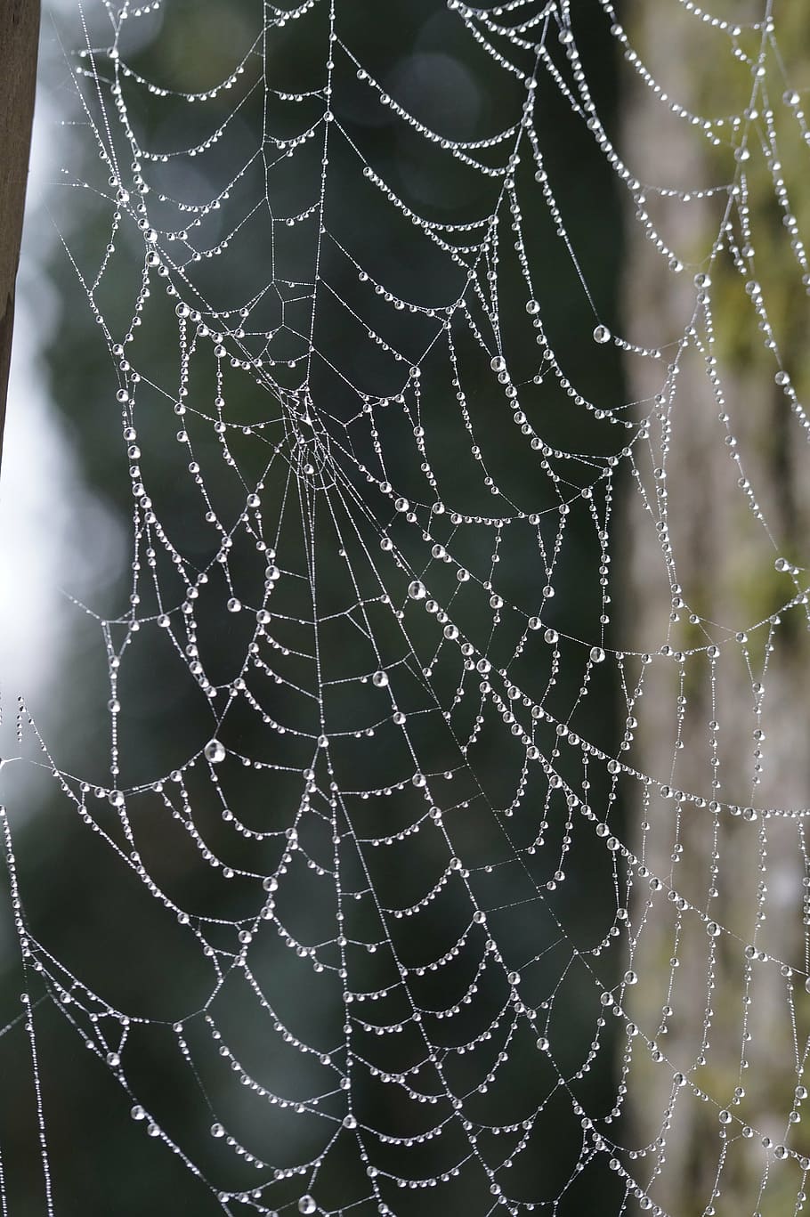 cobweb, network, orb web, arachnids, symmetry, dewdrop, drip HD wallpaper