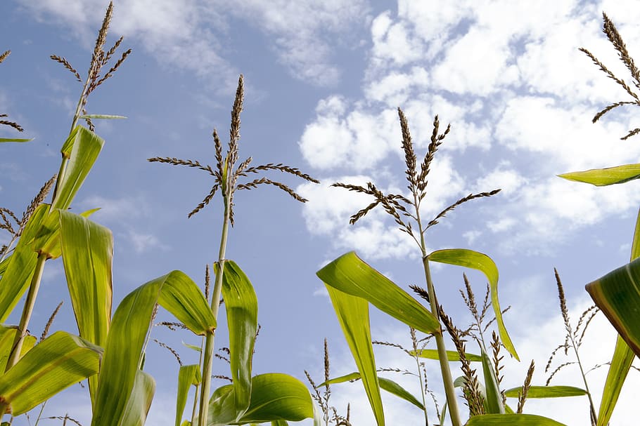 corn, corn field, sky, hdr, plant, growth, cloud - sky, nature HD wallpaper