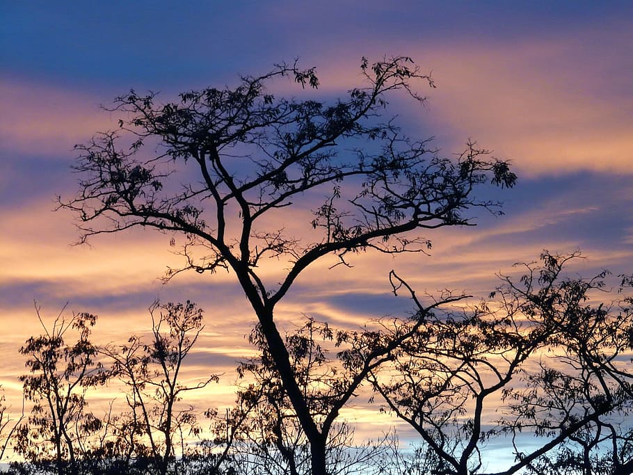 sunset, sky, clouds, afterglow, tree, abendstimmung, romance HD wallpaper