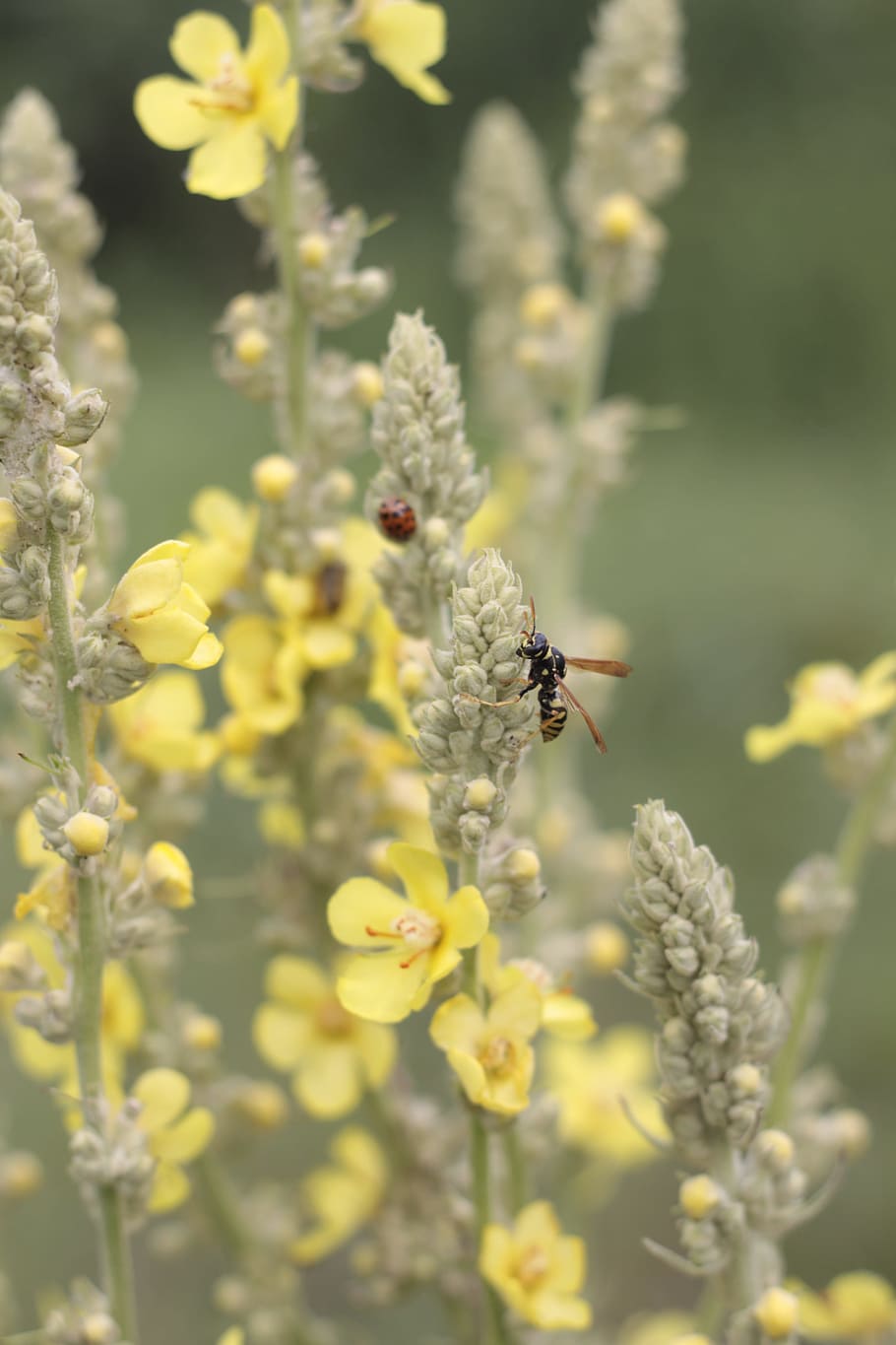 flowers, wasp, summer, insect, nature, vegetable garden, yellow HD wallpaper