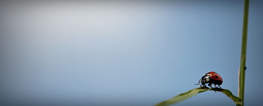 close up focus photography of a red Coccinellidae on green leaf under blue sky HD wallpaper