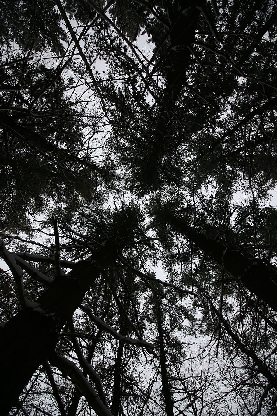 trees, dark, tall looking up, sky, nature, wood, forest, light HD wallpaper