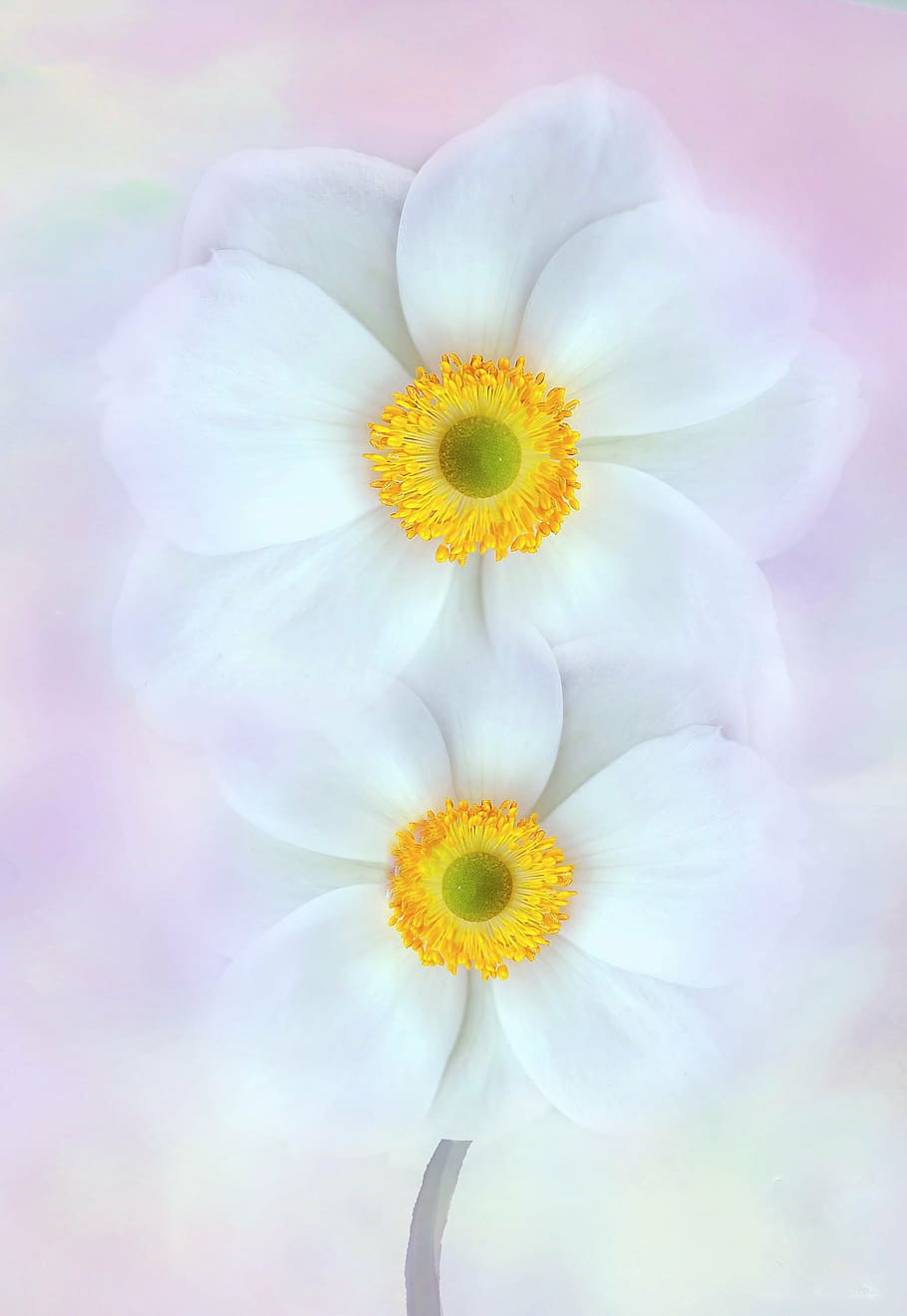 white petaled flower digital wallpaper, flowers, macro, spring HD wallpaper