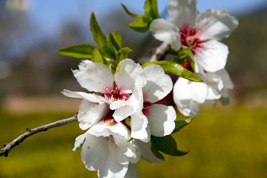 almond tree, flower, field, flowering plant, fragility, beauty in nature HD wallpaper