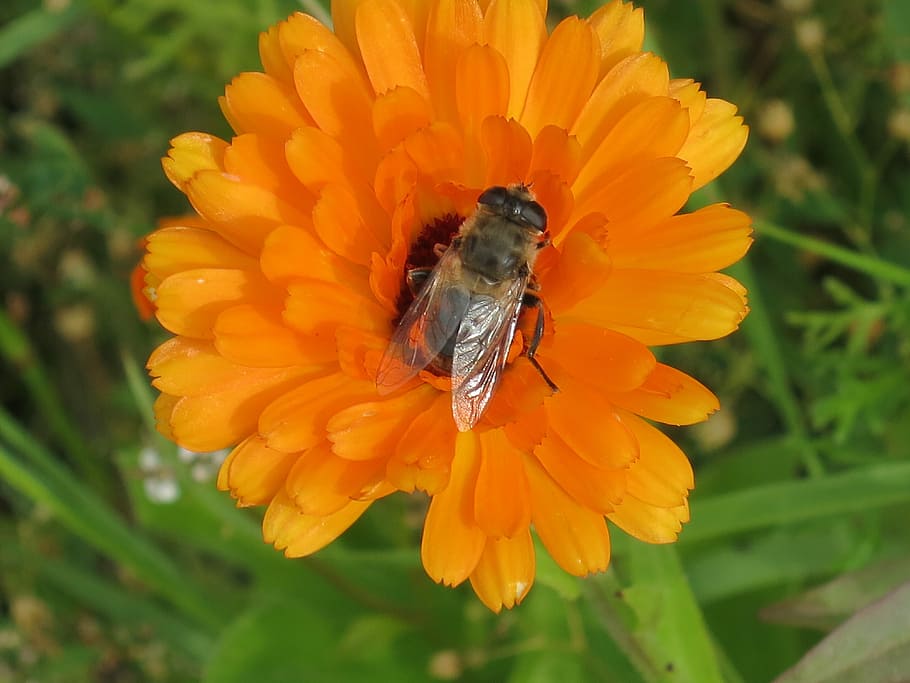 Chrysanthemum, Orange, Bee, Blossom, bloom, insect, close, gerbera HD wallpaper
