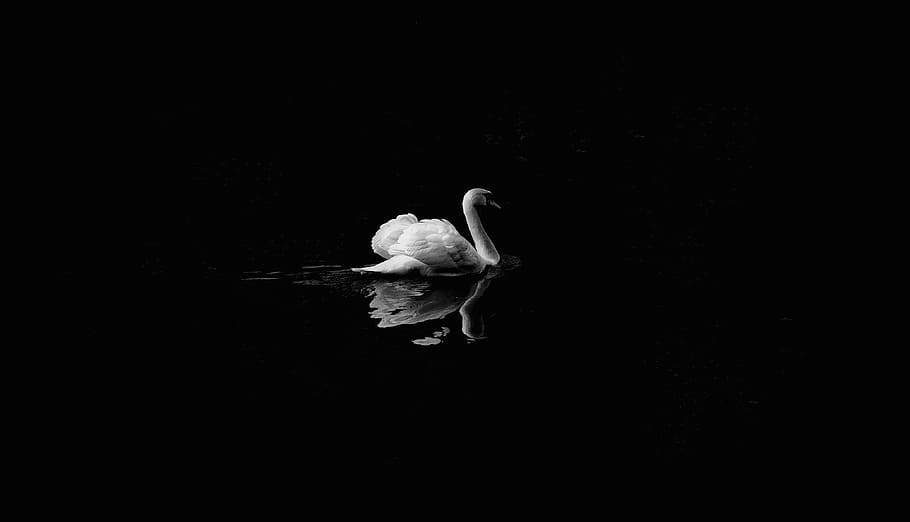white swan on body of water grayscale photo, black and white