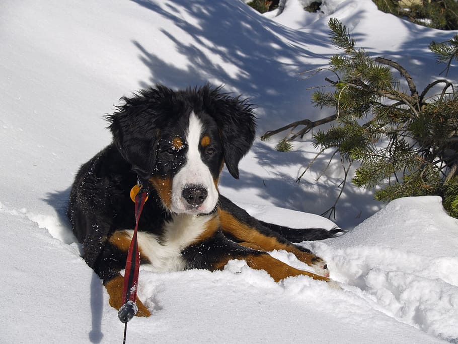 black, white, and tan Bernese mountain dog lying on snow, berner, HD wallpaper
