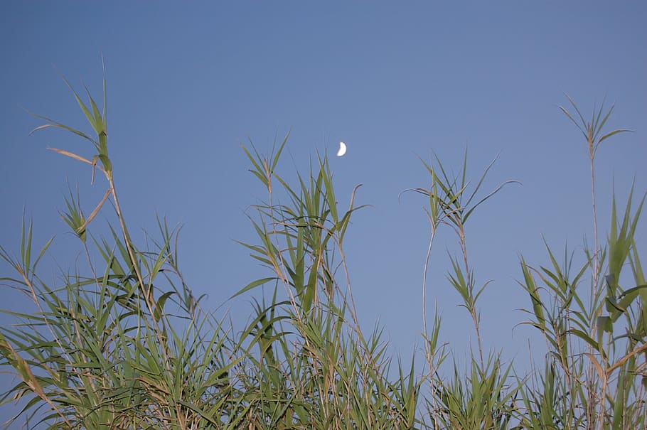 evening, moon, atmosphere, plant, sky, nature, grass, beauty in nature HD wallpaper