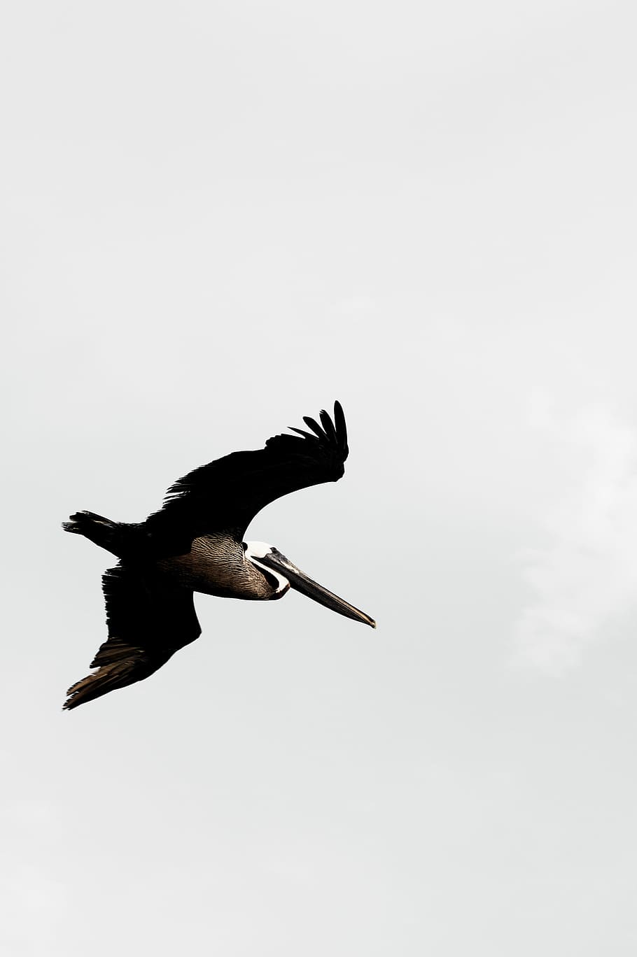 white and black large-sized bird flying during daytime, birds HD wallpaper