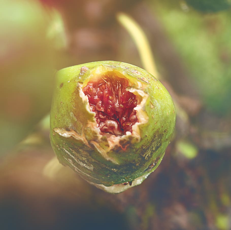 fruit, seed, food, plant, close-up, focus on foreground, no people HD wallpaper