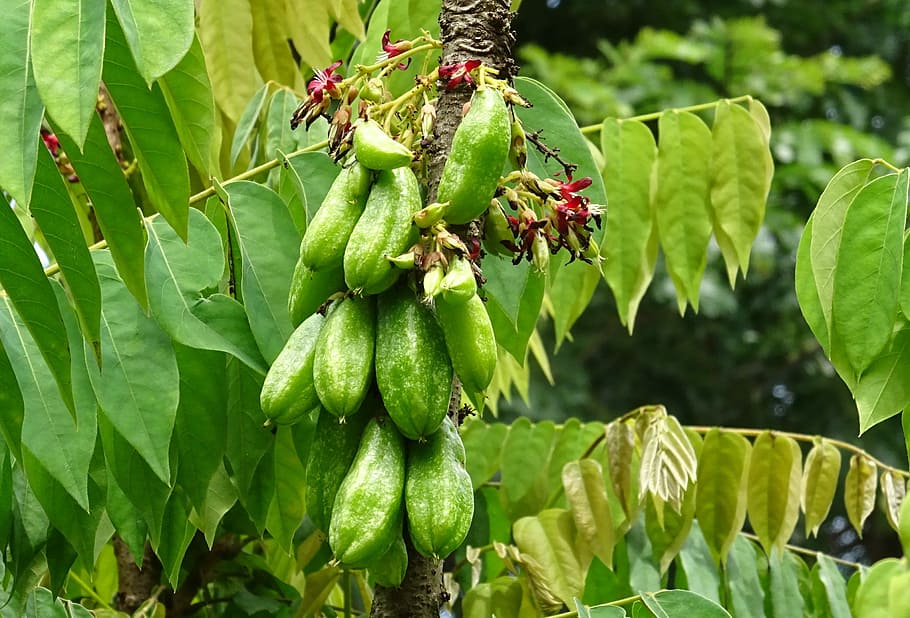 Fruit, Flower, Averrhoa Bilimbi, cucumber tree, tree sorrel, HD wallpaper