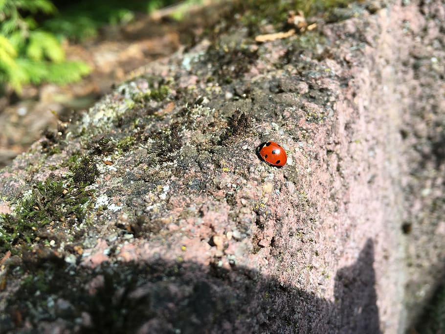 ladybug, summer, beetle, nature, insect, invertebrate, animal themes HD wallpaper