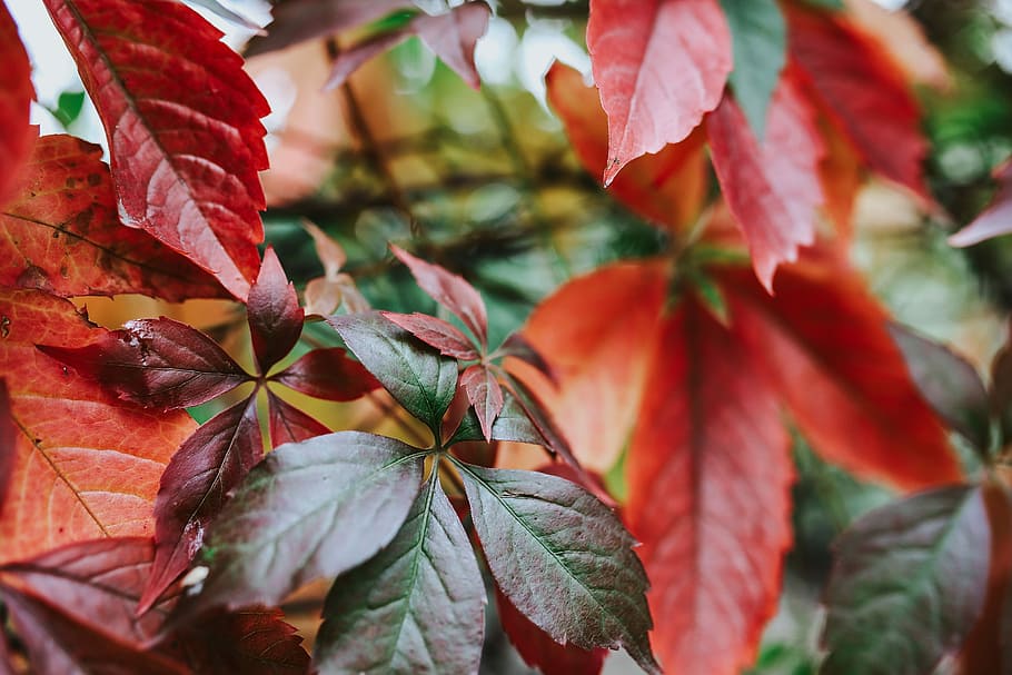 Close-ups of leaves on trees, closeup, green, branch, leaf, autumn HD wallpaper