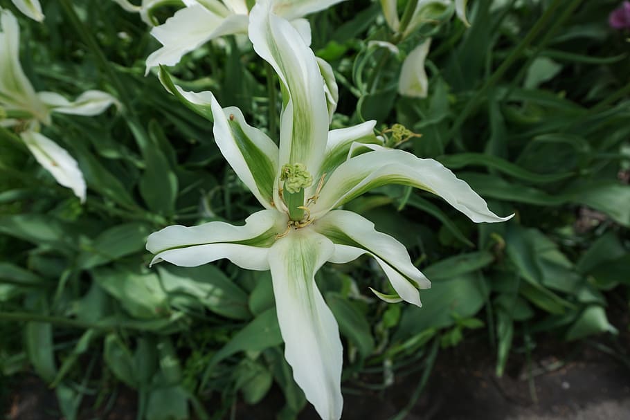 tulip, white, flora, plant, growth, close-up, beauty in nature HD wallpaper