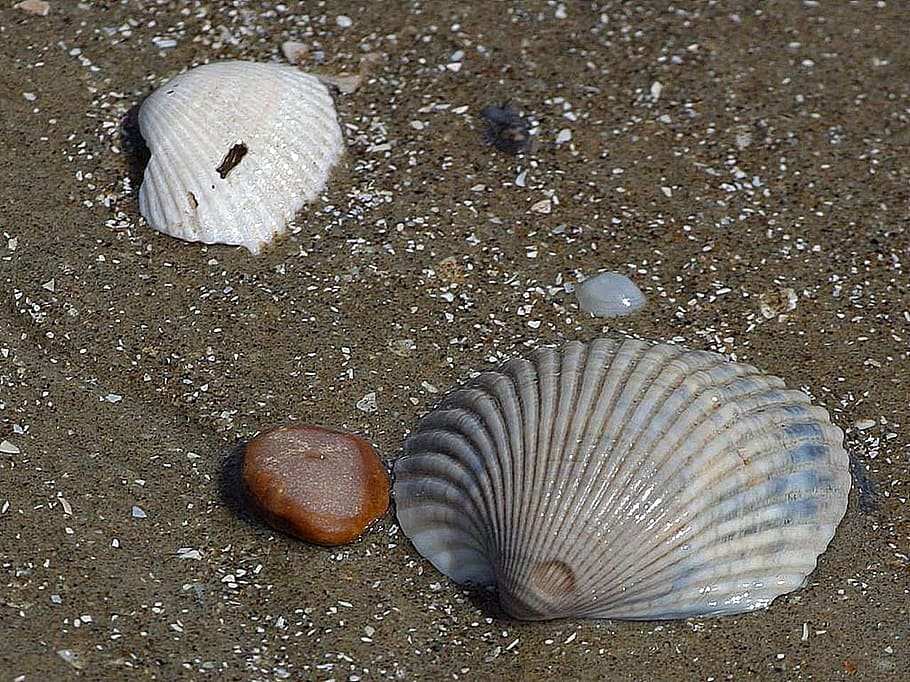 Sand, Shells, Beach, Sea, Ocean, seashell, organism, marine HD wallpaper