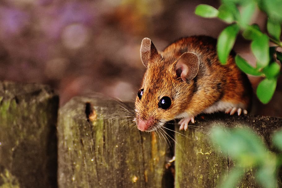 rodent on fence, mouse, cute, mammal, nager, nature, animal, wood mouse, HD wallpaper