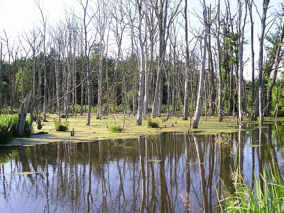 swamp, trees, water, plant, reflection, tranquility, lake, tranquil scene HD wallpaper