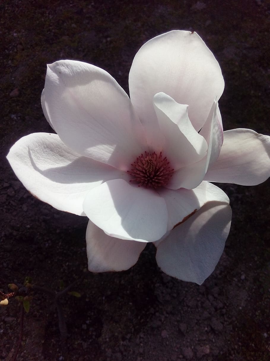 magnolia, flower, flowering plant, petal, fragility, vulnerability HD wallpaper