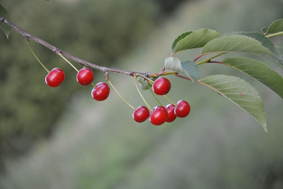 Cherries, Fruit, Red, Cherry, Cherry, Red, red fruits, collection HD wallpaper