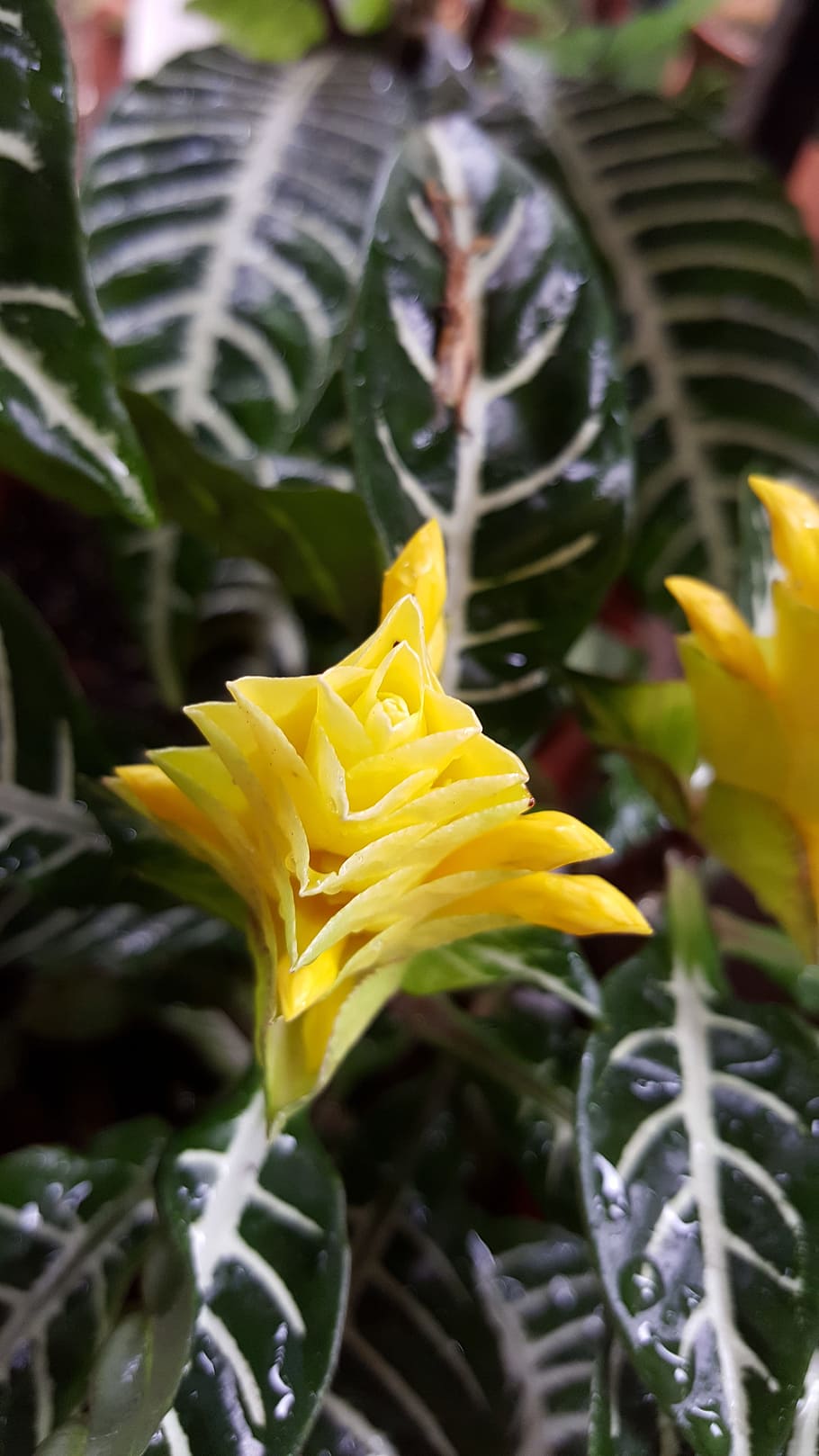 yellow, flower, layer, summer, floral, spring, nature, plant HD wallpaper