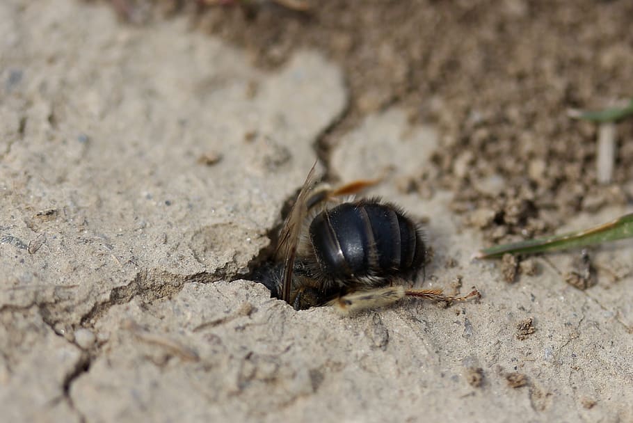 bee, wild, den, hole, insecta, animal, animal themes, one animal HD wallpaper