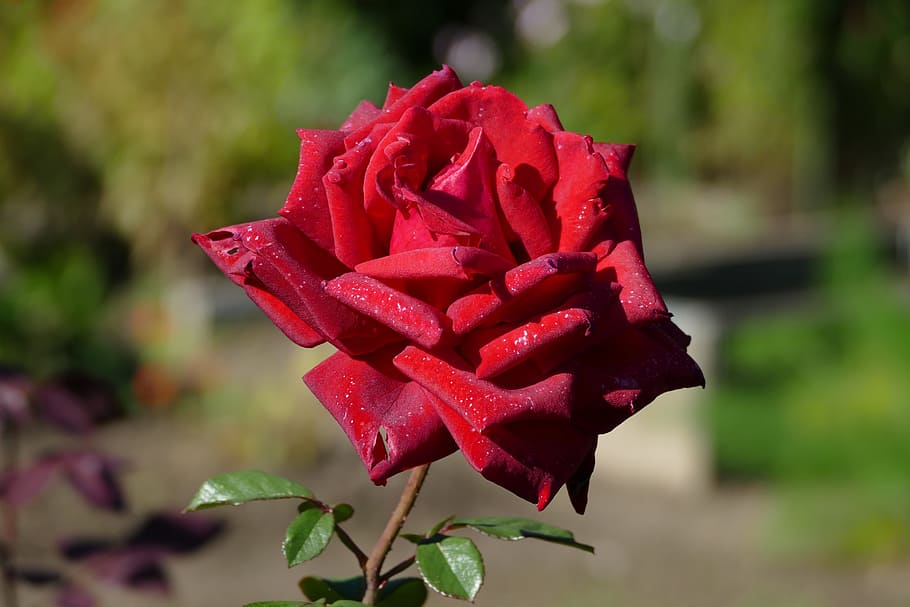 flower, red, large, rose, beauty in nature, flowering plant HD wallpaper