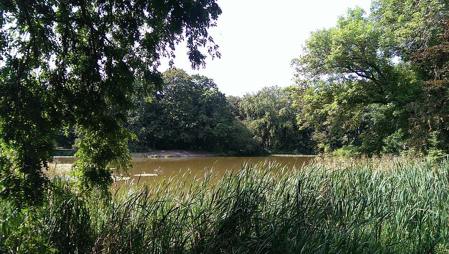 leipzig, pond, germany, park, green, trees, plant, growth, water HD wallpaper