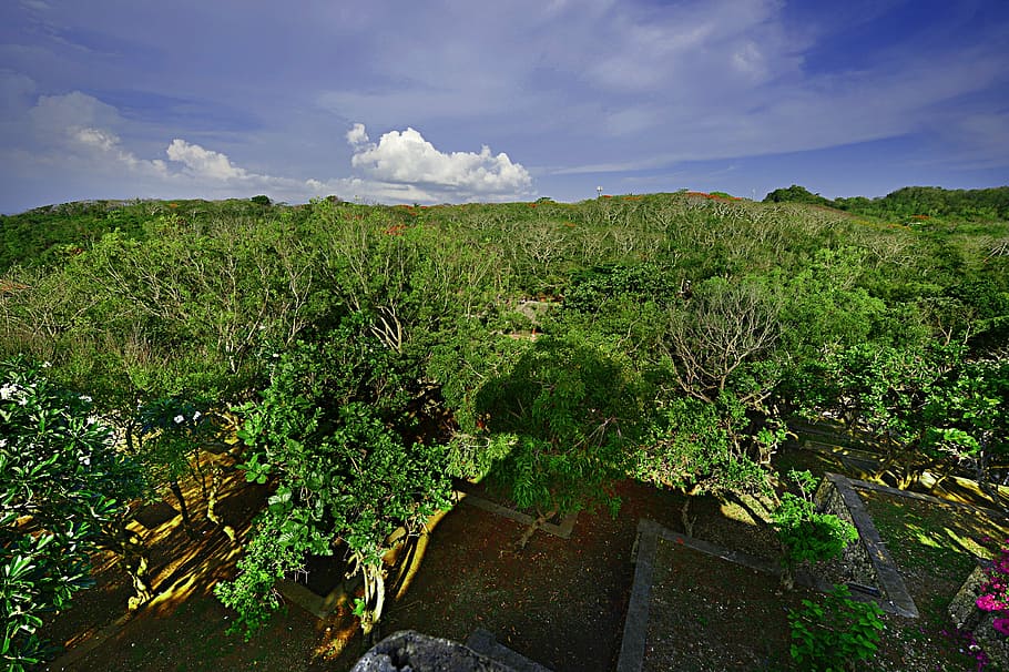 bali, trees, blue sky, sunshine, jungle, asia, plant, cloud - sky HD wallpaper
