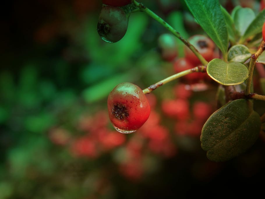 berry, autumn, rain, drop, food and drink, healthy eating, growth HD wallpaper
