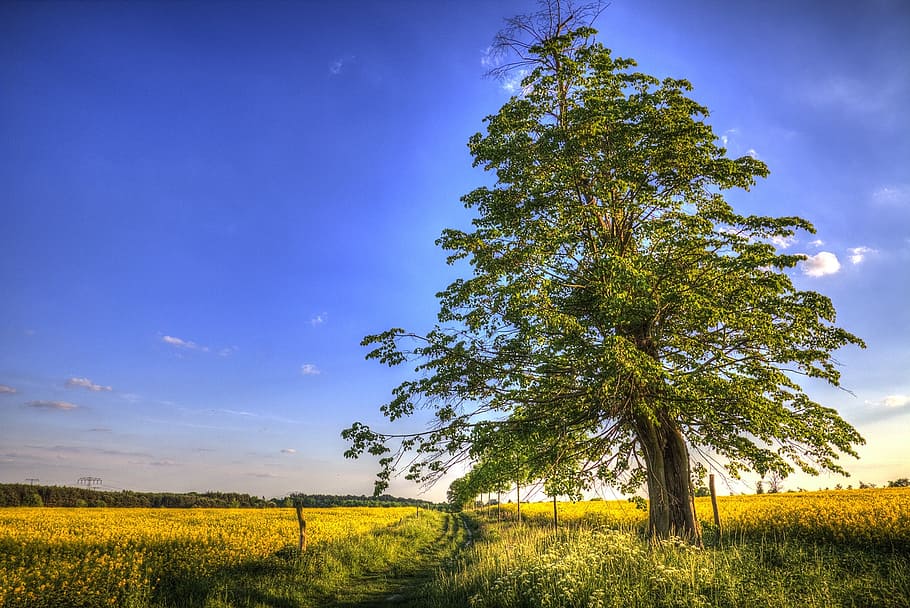 nature, tree, landscape, oilseed rape, field of rapeseeds, sky HD wallpaper