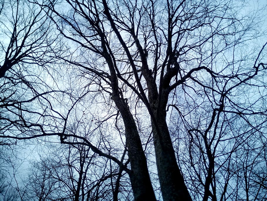 Trees, Heaven, Branches, Winter, Cold, blue, clouds, nature HD wallpaper