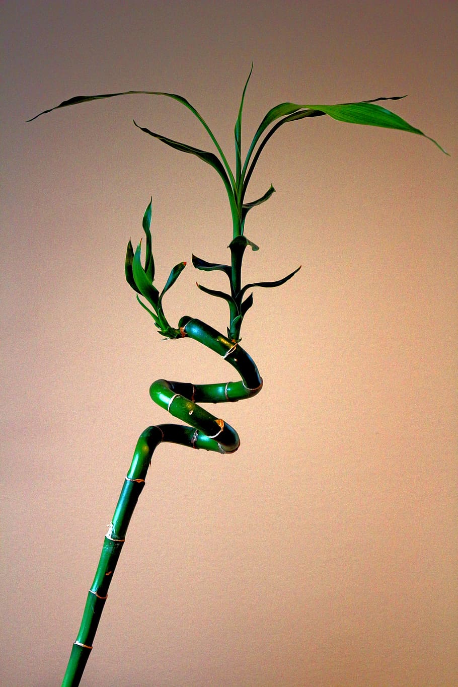 plant, bamboo, twisted bamboo, twisted plant, green, growth HD wallpaper