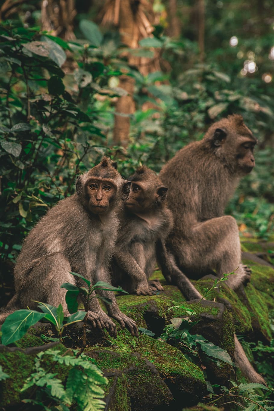 Monkey Family, photography of three monkeys sitting on mossed stone