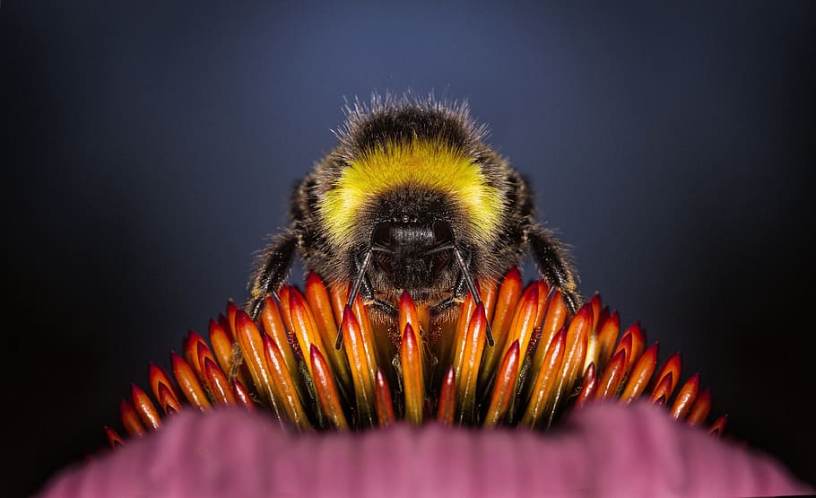 macro photography of honeybee perched on flower stamen, animals HD wallpaper