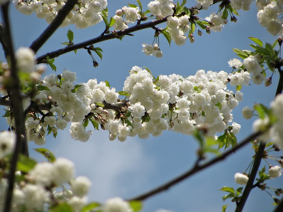 Tree, Blossom, Blossoms, Spring, Nature, white, springtime HD wallpaper