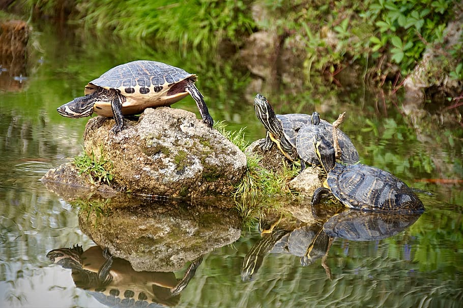 turtle, pond, nature, water turtle, animal, reptile, panzer HD wallpaper