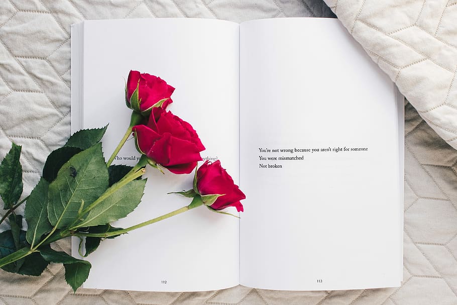 three red rose flowers on white open book, three red rose on open book