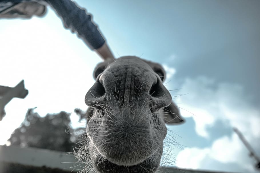 close-up photo of animal face, greyscale, camel, animals, mammals HD wallpaper