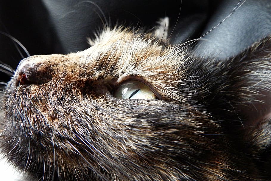 cat, animal, relax, tortoise shell, tricolor, tortoiseshell cats HD wallpaper