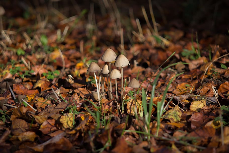mushroom, autumn, autumn mood, light, manure fungi, forest, HD wallpaper