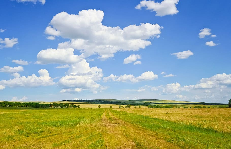 green and yellow field under white clouds and blue sky, summer HD wallpaper