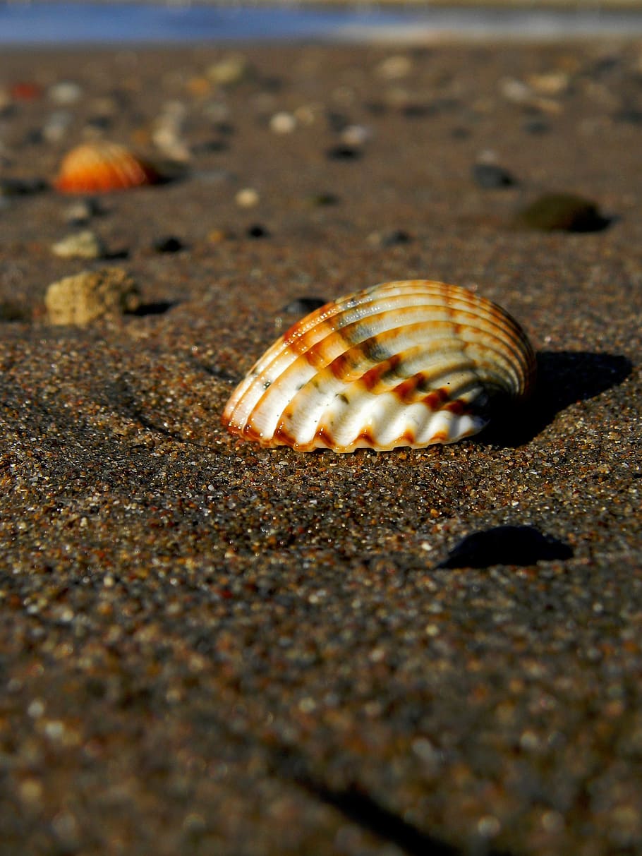 shell, sea, sasa, shells, beach, sand, animal wildlife, animal themes HD wallpaper