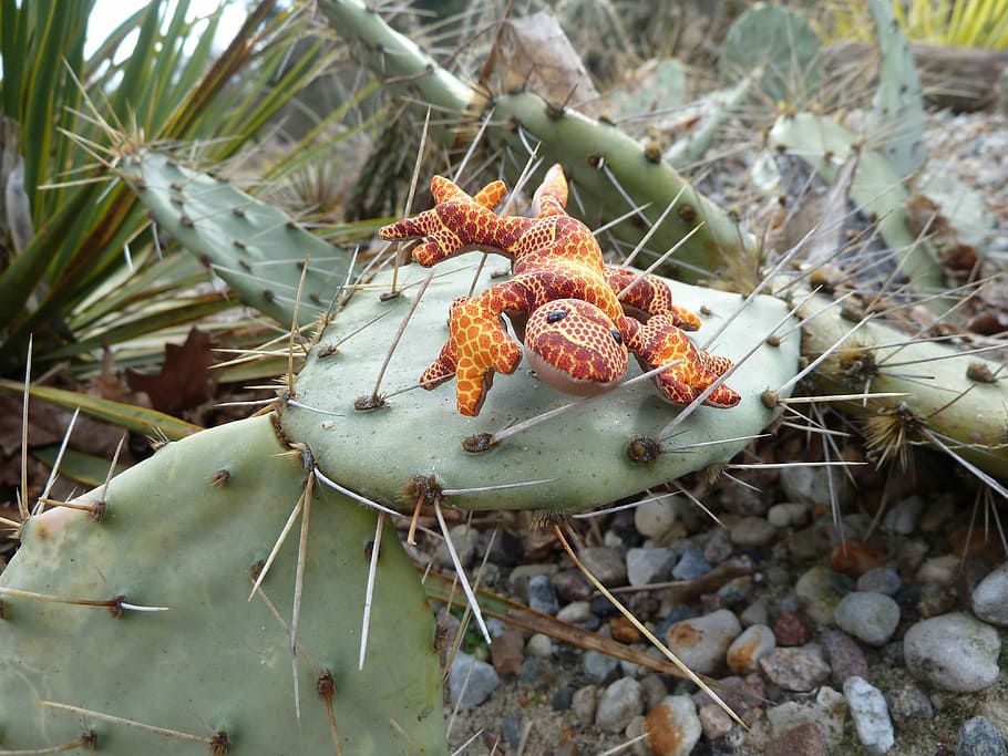 Cactus, Soft Toy, Lizard, Flower, Spur, tropical climate, no people HD wallpaper