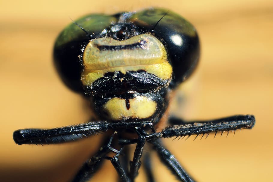 macro, dragonfly, nature, invertebrate, insect, animals in the wild HD wallpaper