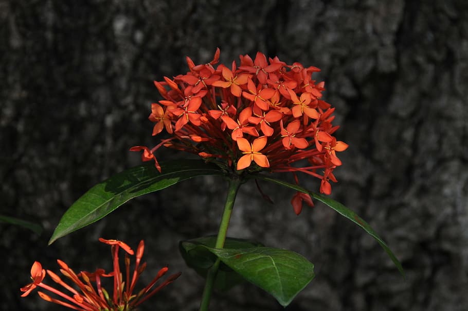 ecsória, flower, nature, trunk, garden, flowering plant, fragility HD wallpaper