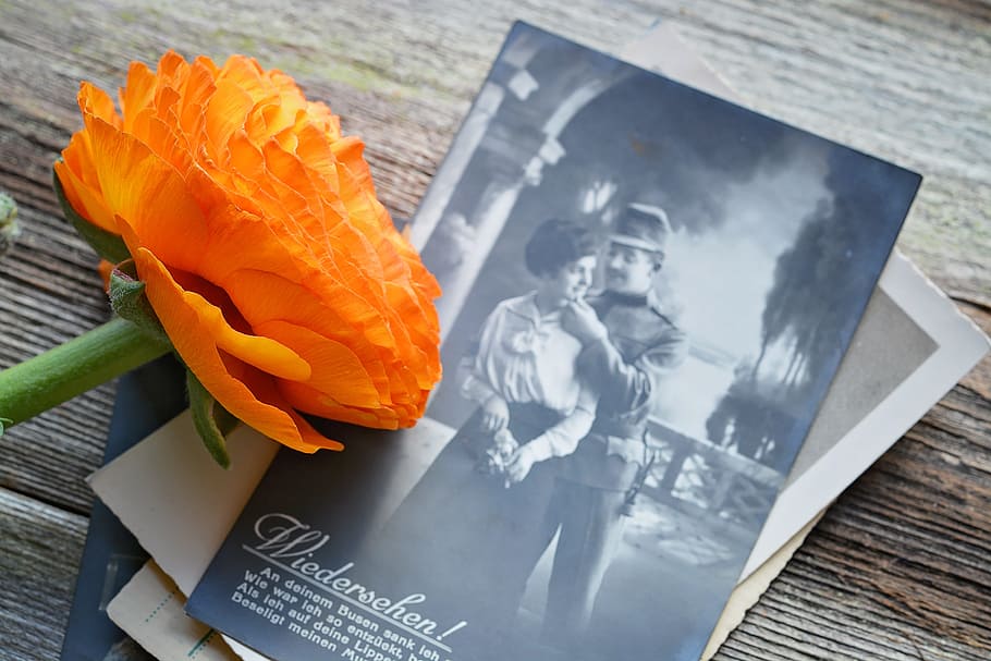 orange flower beside book, ranunculus, blossom, bloom, spring flower HD wallpaper