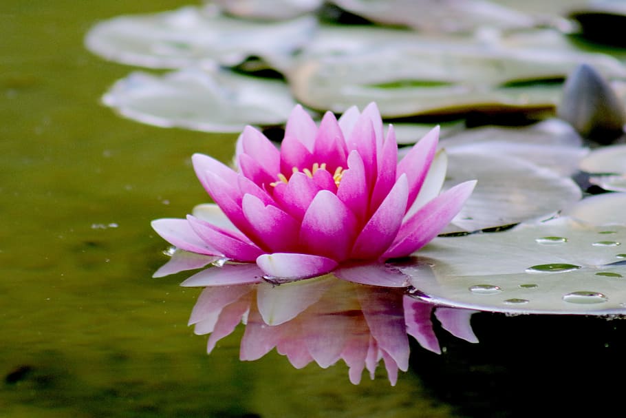 nature, summer, purple, garden, aquatic, beautiful, bloom, blooming HD wallpaper