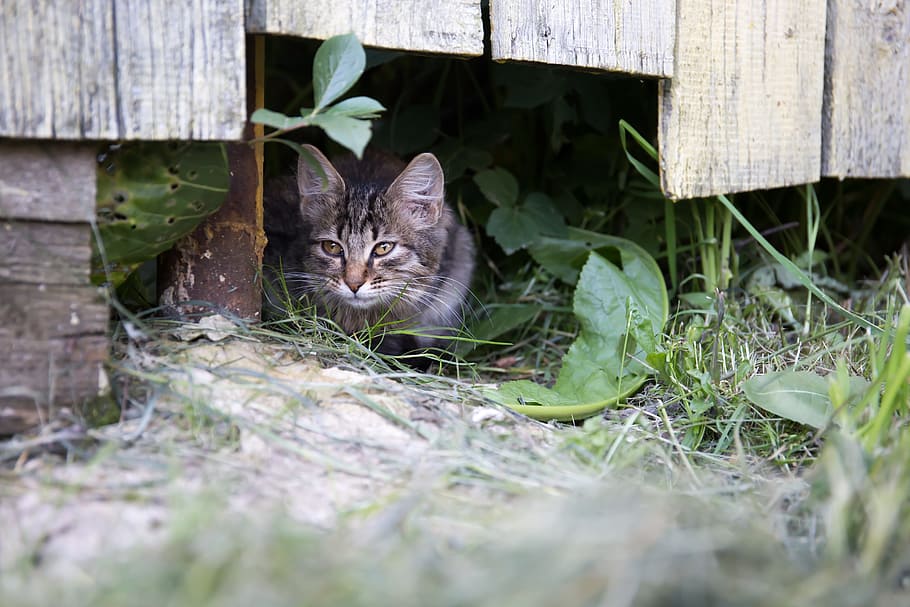 cat, fence, summer, pet, village, cat person, views, dacha HD wallpaper