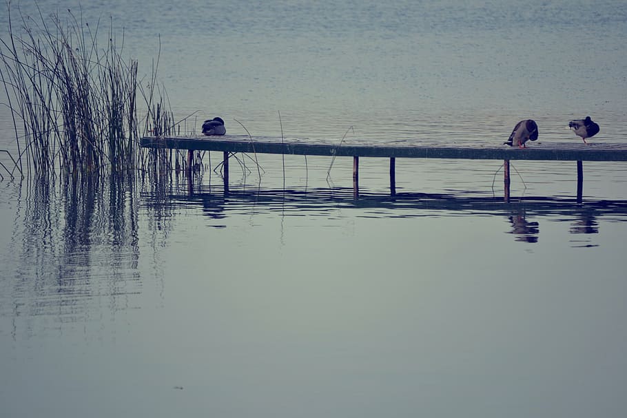 lake, nature, water, reflection, overcast sky, landscape, ducks HD wallpaper